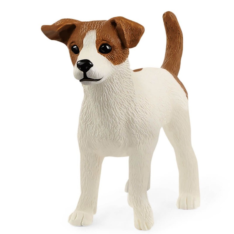 Jack Russell Terrier