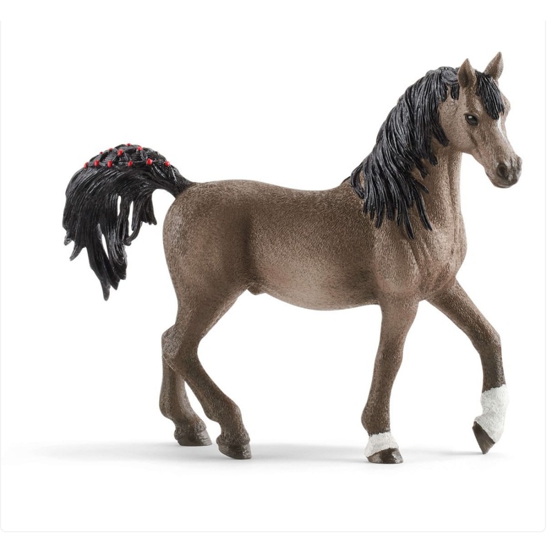 Arabian Stallion