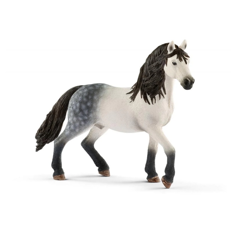 Andalusian Stallion