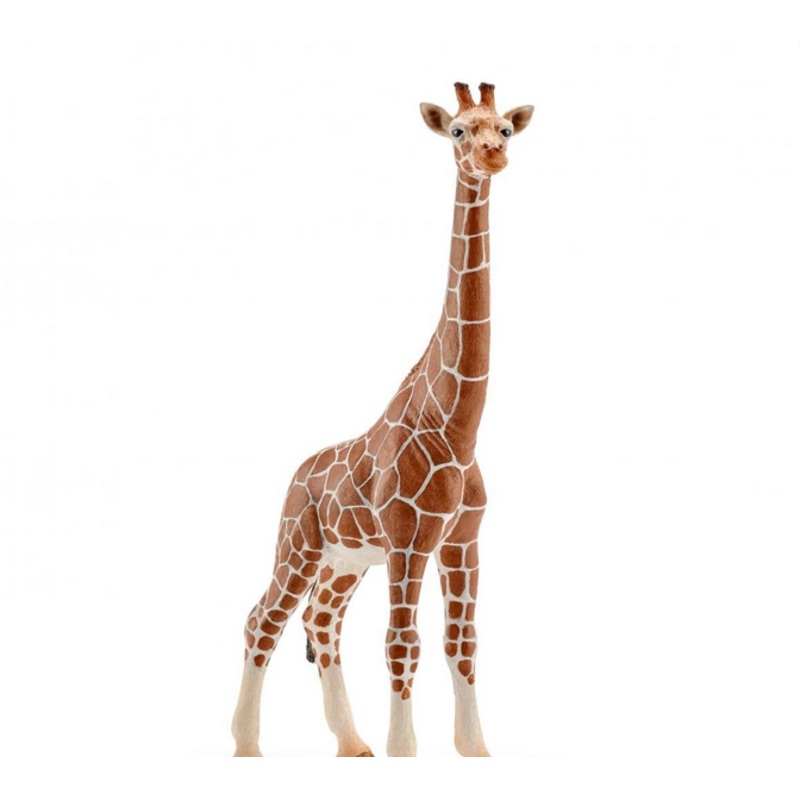 Female Giraffe