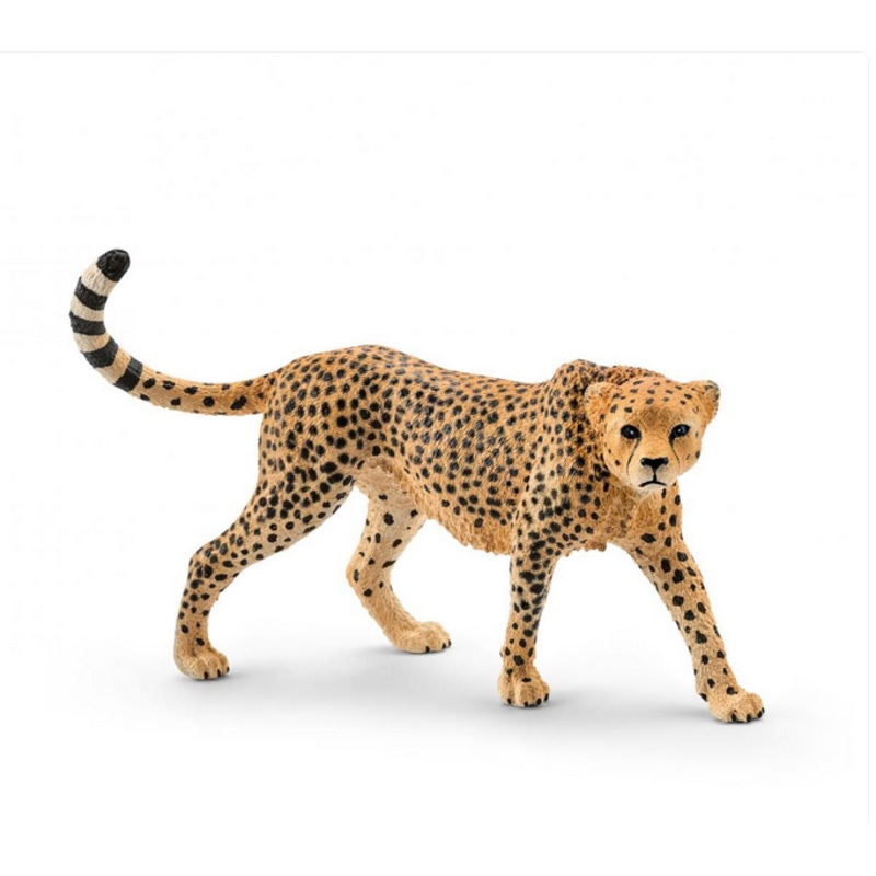 Cheetah, Female