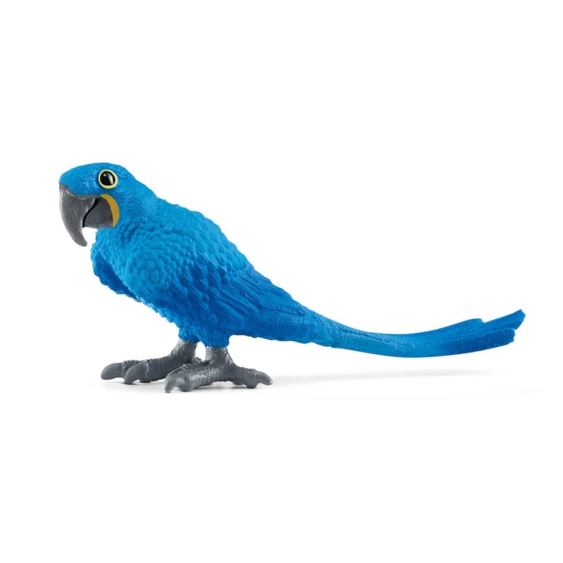Hyacinth Macaw