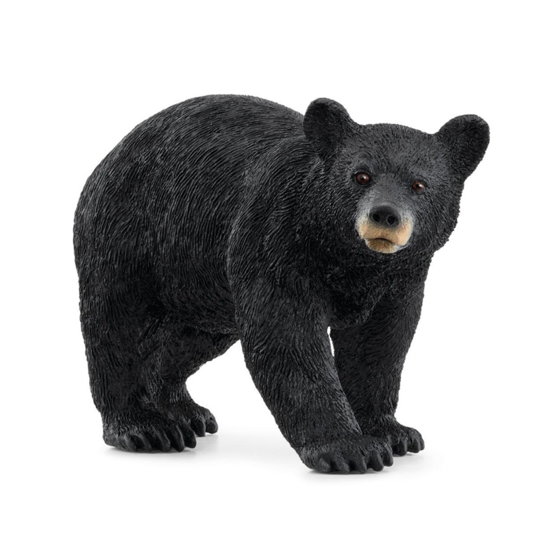 American Black Bear