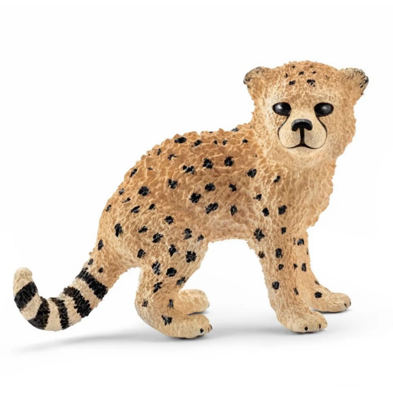 Cheetah Cub