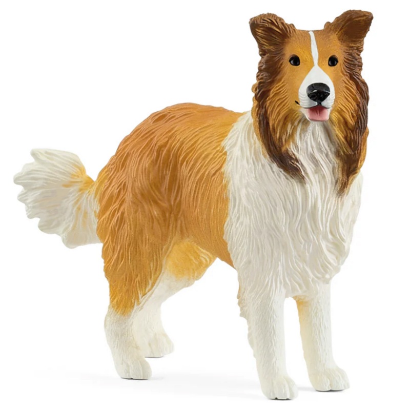 Collie