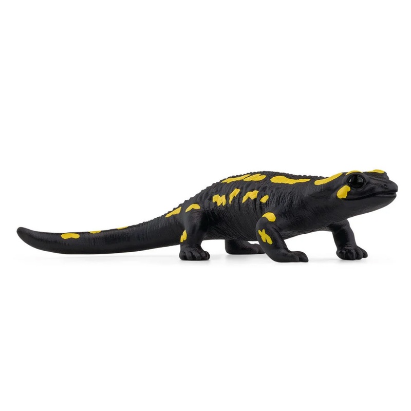 Fire Salamander