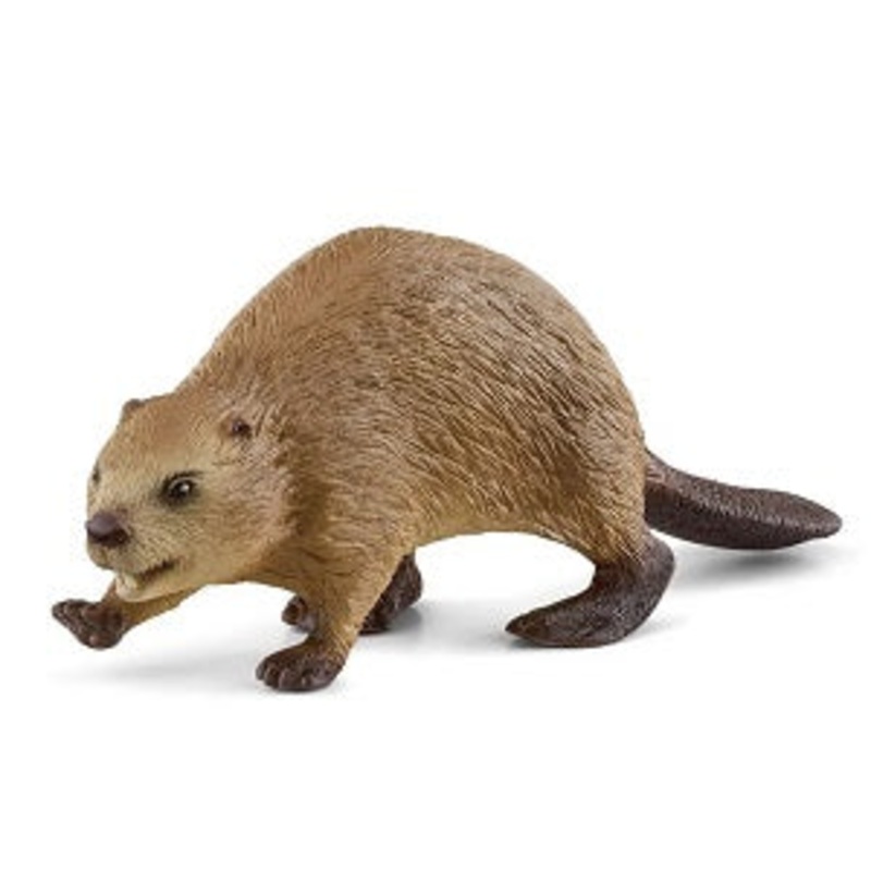 Beaver