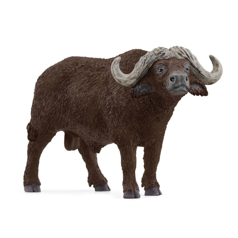 African Buffalo