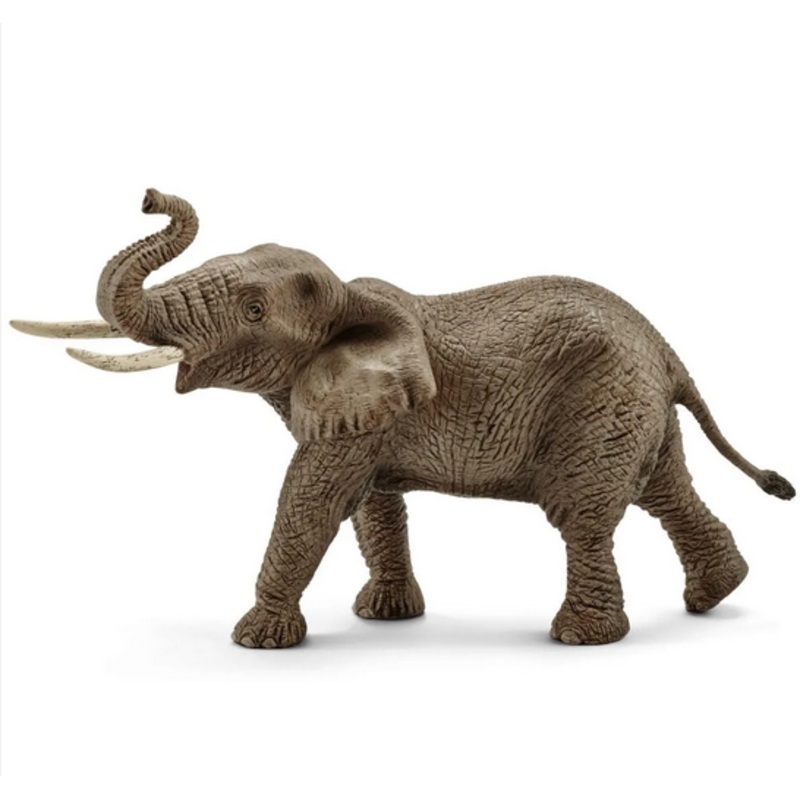 African Elephant Male